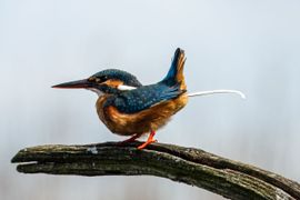 Zelfs een ijsvogel...