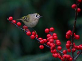 goudhaantje op bessentakje