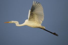 Gracieus in de lucht 