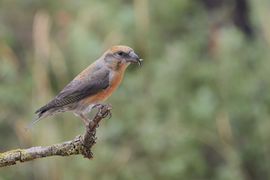 Aparte snavel, maar praktisch