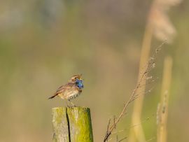 Uit volle blauwborst