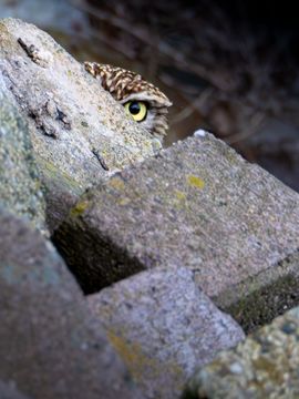 De natuur houdt een oogje in het zeil