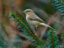 In het ochtendzonnetje