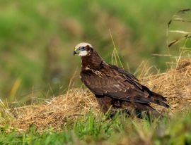 Bruine Kiekendief spot een Buizerd met prooi 