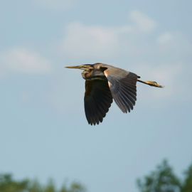 In de vlucht