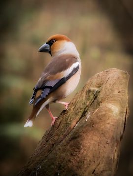 Appelvink