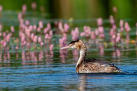 Fuut voor de roze veenwortel
