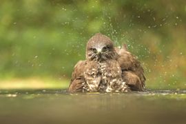 Buizerd in bad