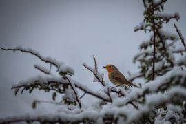 Onze vast bewoner in de tuin maar nu in de sneeuw 