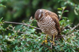 Hoeveel mussen tel ik …..