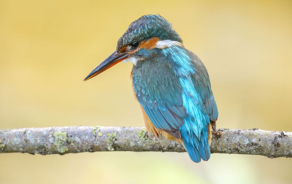 Ijsvogel Vogelbescherming
