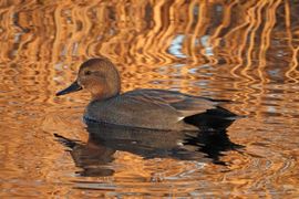 Krakeend (m) in mooi licht