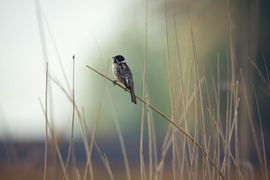 De man van Riet