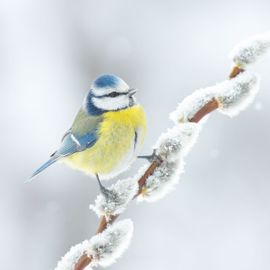 Winter én voorjaar in één beeld.