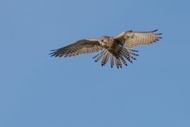 Loerend naar een lekker muisje
