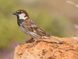 Spanish Sparrow in full breeding plumage 