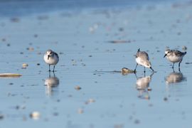 Met z'n drieën op het strand van IJmuiden