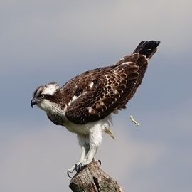 Visarend moet iets kwijt