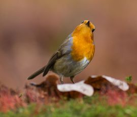 De Roodborst