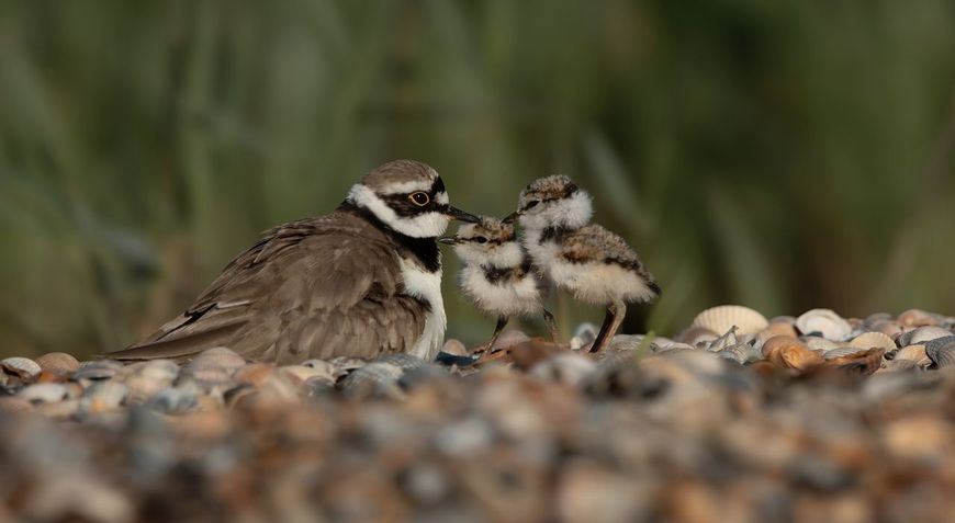 kleine plevier met kroost