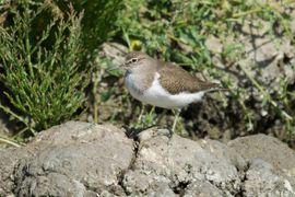 Rustend op een kleikluit