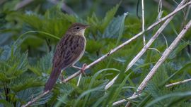 Sprinkhaanzanger in de schemering