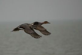 Prachtige Pijlstaarten in vlucht