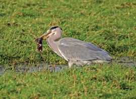 Blauwe reiger en mol