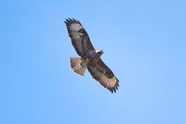 Buizerd met prooi tussen de klauwen