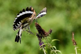 Hop in de vlucht pakt rups