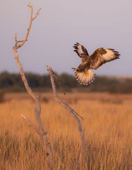 Buizerd op de Spaanse steppe