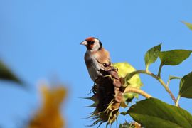 Putter op zonnebloem