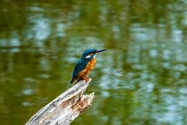 IJsvogel op de uitkijk