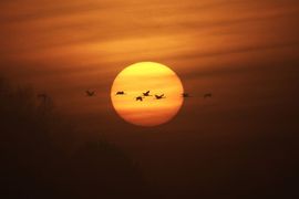 Kraanvogeltrek in de vroege ochtend