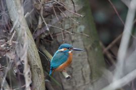 Ijsvogel, 'gewoon' aan de rand van de stad