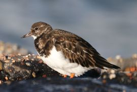 Uitrusten na het foerageren