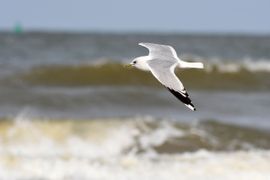 Vliegende stormmeeuw