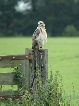 Juv. Buizerd vlakbij de Amstel bij Amsterdam