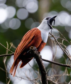 Drielelklokvogel