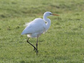 Donzige reiger