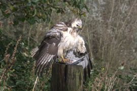 Buizerd beschermt zijn prooi