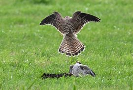 Torenvalk bedreigt juveniele roodpootvalk