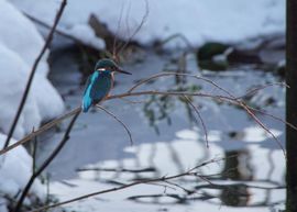 IJsvogel wachtend op een visje.