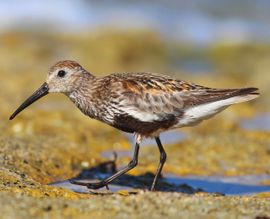 Dunlin feeding on the southern shore of Malta 