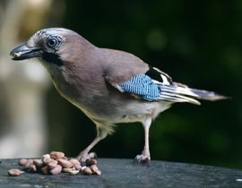 De vlaamsegaai in onze tuin