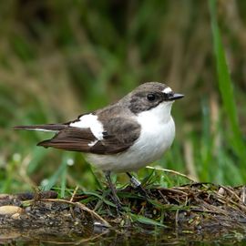 Wat een gelukje om deze vogel te mogen zien!!