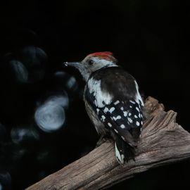 In the spotlight: Middelste bonte specht