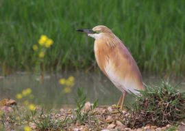 Squacco Heron Resting 