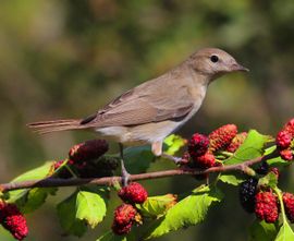 Garden Warbler feed on Mulberry fruit 