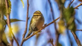 Zeldzame Pallas' boszanger